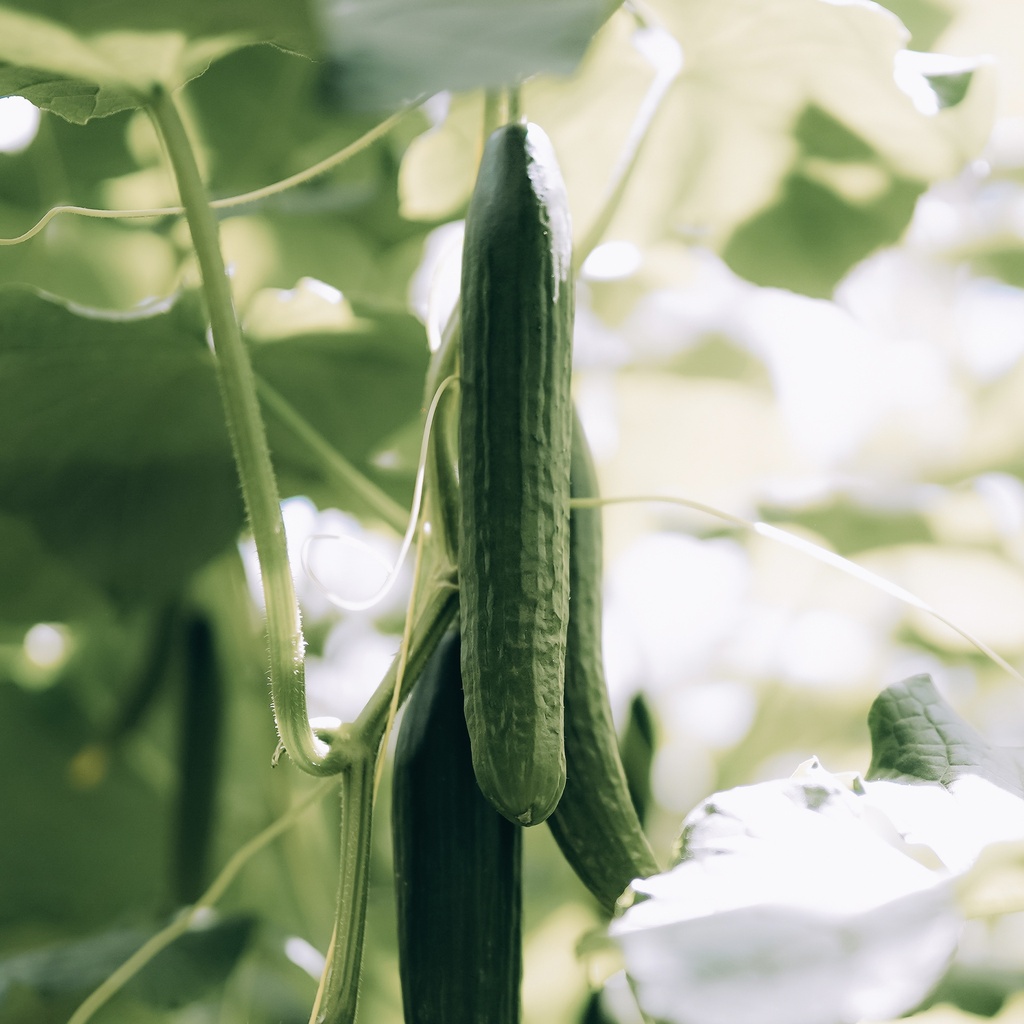 Өргөст хэмх - 30кг